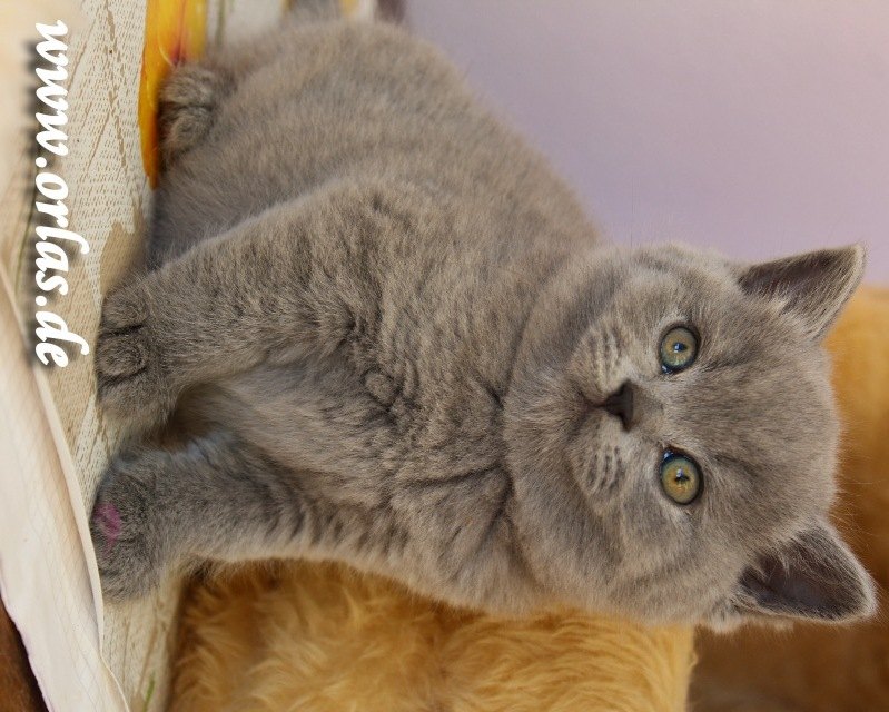 Britisch Kurzhaar Katzenbaby